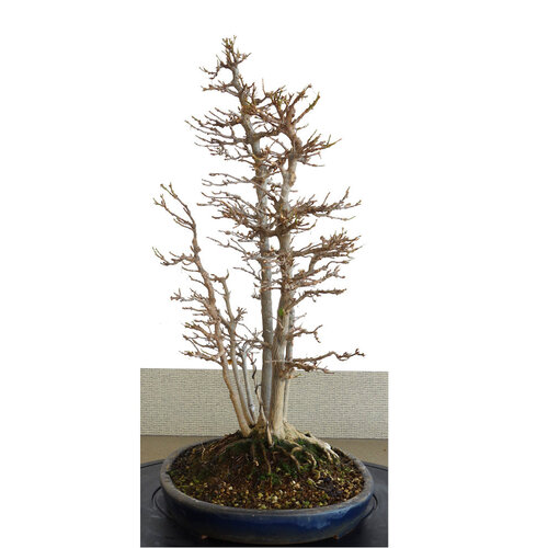 Buiten Bonsai Acer buergerianum matte blauwe ovale pot 32cm hoogte 48cm