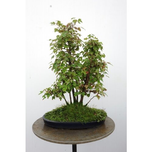 Outdoor Bonsai Acer buergerianum matte blue oval pot 32cm, height 48cm