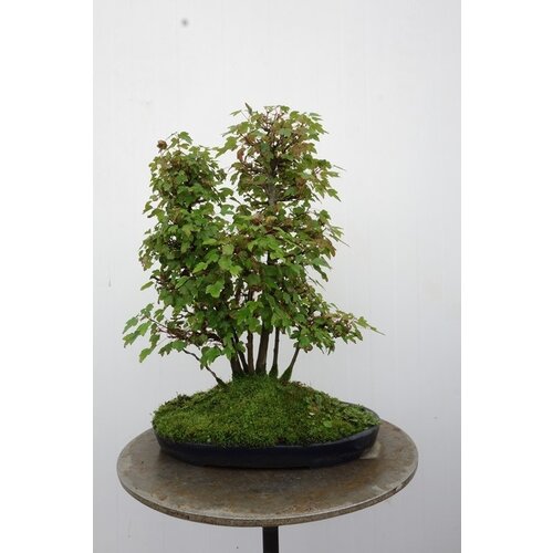 Buiten Bonsai Acer buergerianum matte blauwe ovale pot 32cm hoogte 48cm