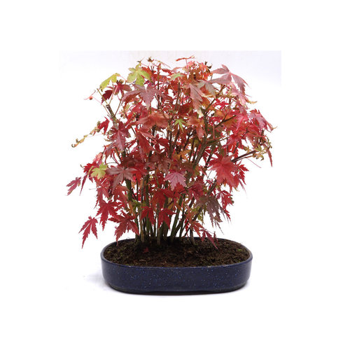 Buiten Bonsai Acer palmatum plastic blauwe ovale pot 22cm, hoogte 32cm