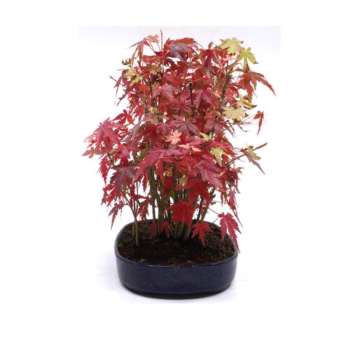 Buiten Bonsai Acer palmatum plastic blauwe ovale pot 22cm, hoogte 32cm