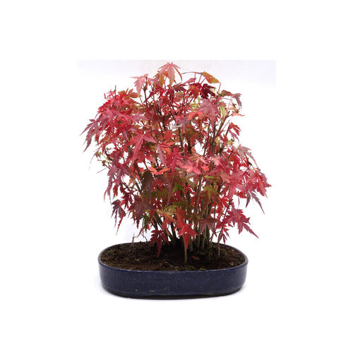 Buiten Bonsai Acer palmatum plastic blauwe ovale pot 22cm, hoogte 32cm