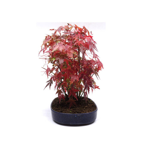 Buiten Bonsai Acer palmatum plastic blauwe ovale pot 22cm, hoogte 32cm