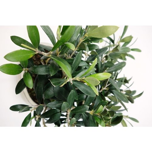 Buiten Bonsai Olea europea blauwe rechthoekige pot 16cm, hoogte 30cm