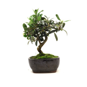 Olea europea blue rectangular pot 16cm, height 30cm