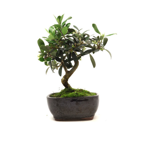 Outdoor Bonsai Olea europea blue rectangular pot 16cm, height 30cm