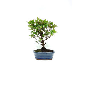Rhododendron blue oval pot 16cm, height ~27cm