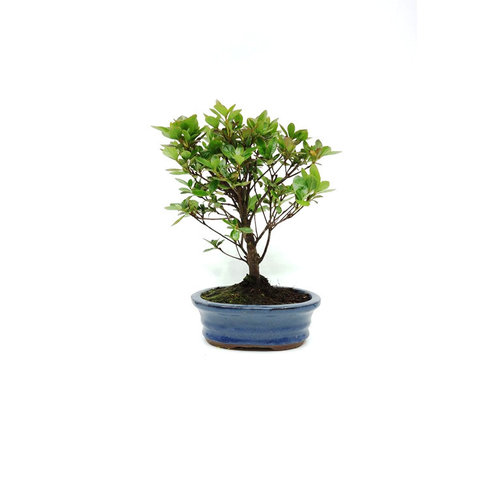 Buiten Bonsai Rhododendron blauwe ovale pot 16cm, hoogte ~27cm