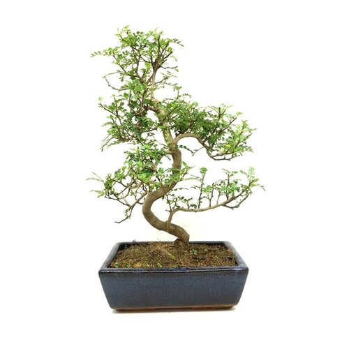 Indoor Bonsai Zanthoxylum piperitium shape blue rectangular pot 25cm, height ~ 48cm Indoor Bonsai Zanthoxylum piperitium shape blue rectangular pot 25cm, height ~ 48cm