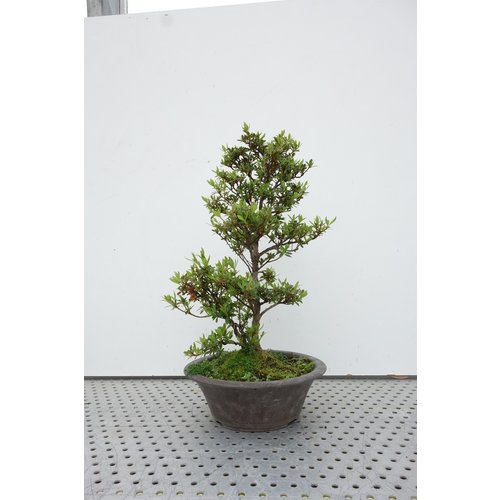 Outdoor Bonsai Rhododendron 'Chinzan' unglazed round pot 25cm, height ~50cm