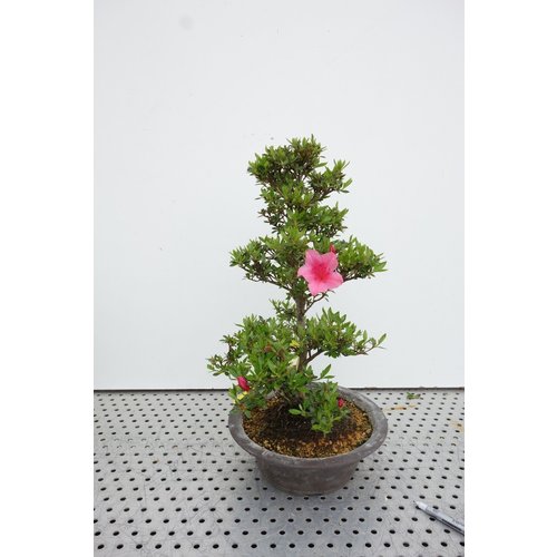 Buiten Bonsai Rhododendron 'Chinzan' ongeglazuurde ronde pot 25cm, hoogte ~50cm