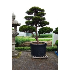 Taxus Cuspidata ca 2.70 meter