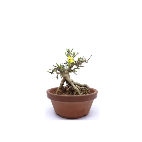 Jasminum nudiflorum terracotta pot 13cm, hoogte 17cm Jasminum nudiflorum terracotta pot 13cm, hoogte 17cm