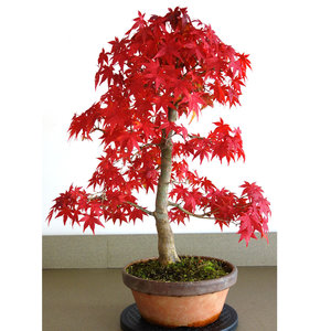 Acer palmatum terracotta pot 25cm, height 60cm