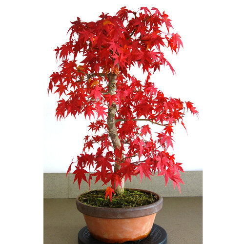 Outdoor Bonsai Acer palmatum terracotta pot 25cm, height 60cm