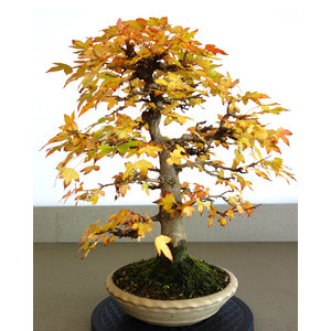 Acer buergerianum creme ronde pot 23cm, hoogte 48cm