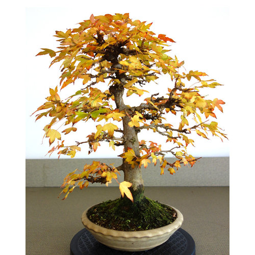 Buiten Bonsai Acer buergerianum creme ronde pot 23cm, hoogte 48cm