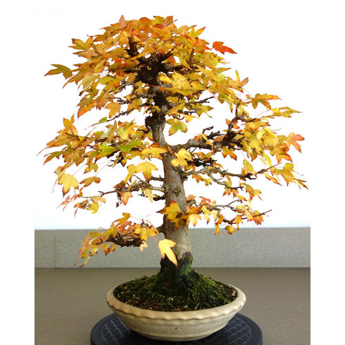 Outdoor Bonsai Acer buergerianum creme round pot 23cm, height 48cm