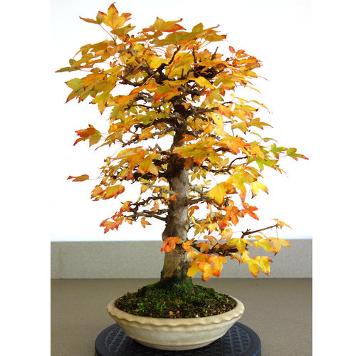 Buiten Bonsai Acer buergerianum creme ronde pot 23cm, hoogte 48cm
