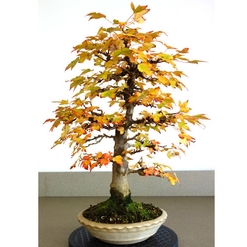 Outdoor Bonsai Acer buergerianum creme round pot 23cm, height 48cm