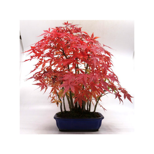 Acer palmatum groep blue oval pot 18cm, height 38cm