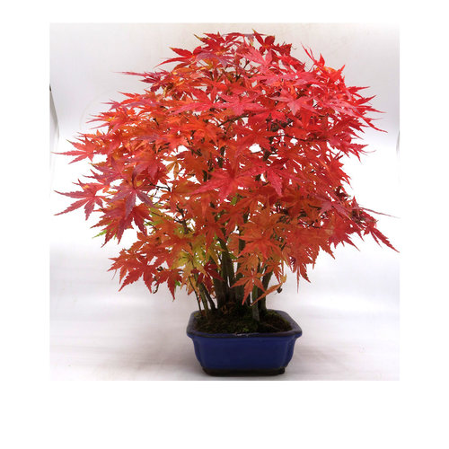 Buiten Bonsai Acer palmatum groep blauwe ovale pot 18cm, hoogte 38cm