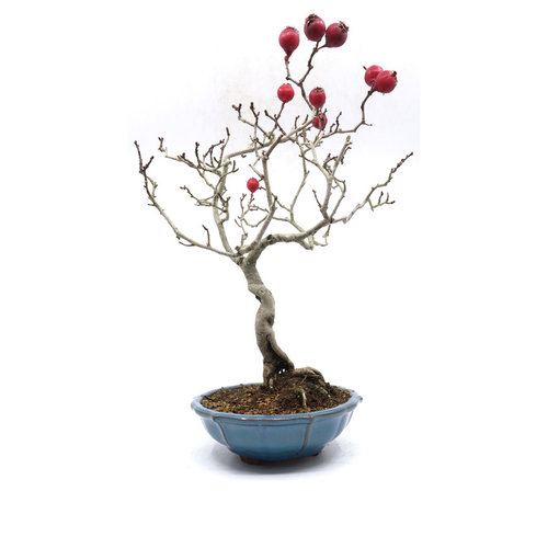 Crataegus cuneata blauwe lotus pot 18cm, hoogte 37cm Crataegus cuneata blauwe lotus pot 18cm, hoogte 37cm