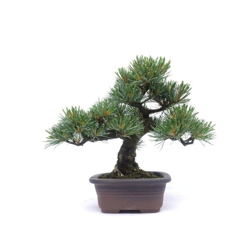 Pinus parviflora ongeglazuurde rechthoekige pot 13cm, hoogte ~25cm