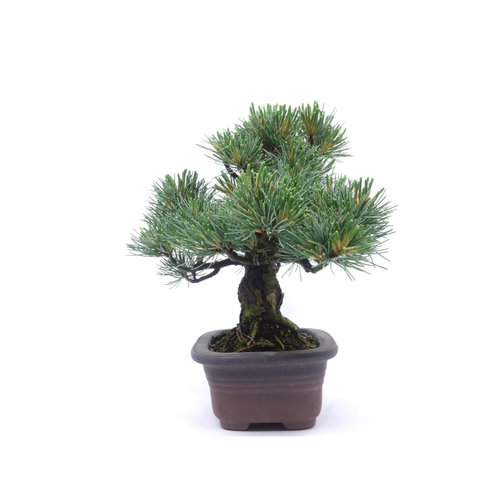 Buiten Bonsai Pinus parviflora ongeglazuurde rechthoekige pot 13cm, hoogte ~25cm