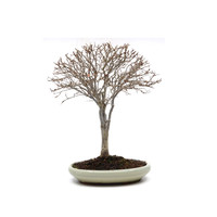 Shohin Zelkova serrata creme oval pot 17cm, height 25cm