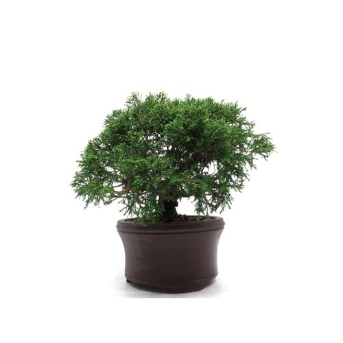 Juniperus chinensis ongeglazuurde ronde pot 17cm, hoogte 30cm