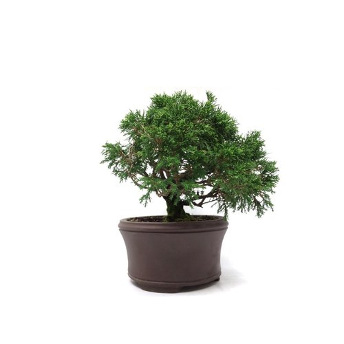 Buiten Bonsai Juniperus chinensis ongeglazuurde ronde pot 17cm, hoogte 30cm