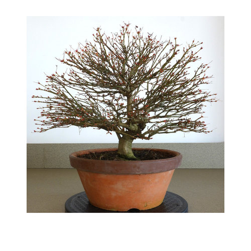 Buiten Bonsai Acer palmatum 'Kashima'  terracotta pot 28cm, hoogte 42cm