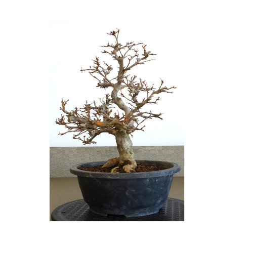 Buiten Bonsai Carpinus coreana plastic pot 24cm, hoogte 48cm