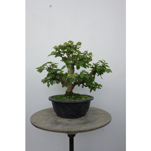 Buiten Bonsai Carpinus coreana plastic pot 24cm, hoogte 48cm
