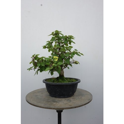 Buiten Bonsai Carpinus coreana plastic pot 24cm, hoogte 48cm