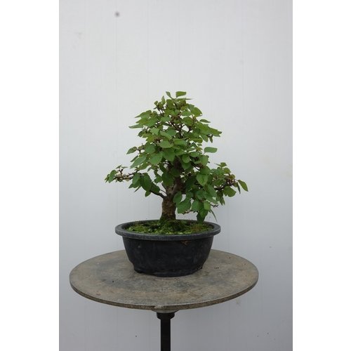 Outdoor Bonsai Carpinus coreana plastic pot 24cm, height 48cm