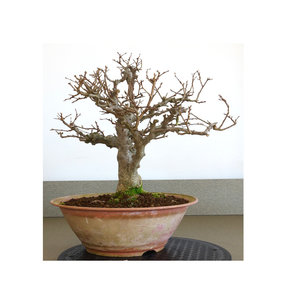 Outdoor Carpinus coreana plastic pot 28cm, height 36cm