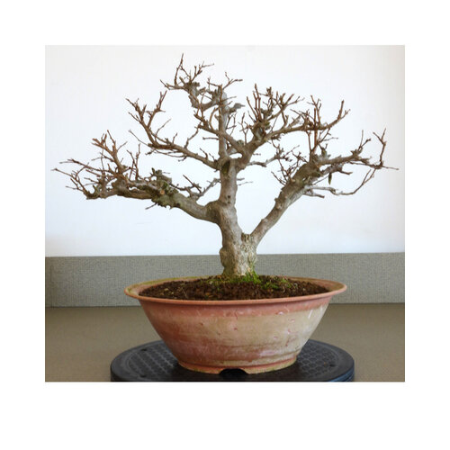 Outdoor Carpinus coreana plastic pot 28cm, height 36cm