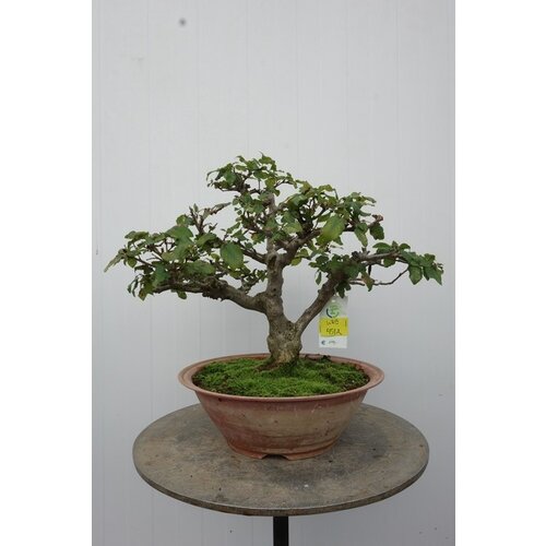 Outdoor Carpinus coreana plastic pot 28cm, height 36cm