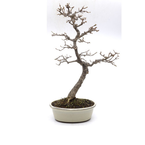 Acer palmatum creme ovale pot 17cm, hoogte 38cm