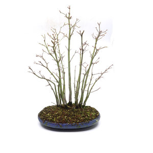 Acer palmatum groep blauwe matte ovale pot 24cm, hoogte 44cm