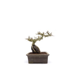 Shohin Acer Buergerianum met steen ongeglazuurde pot 16cm, hoogte 25cm