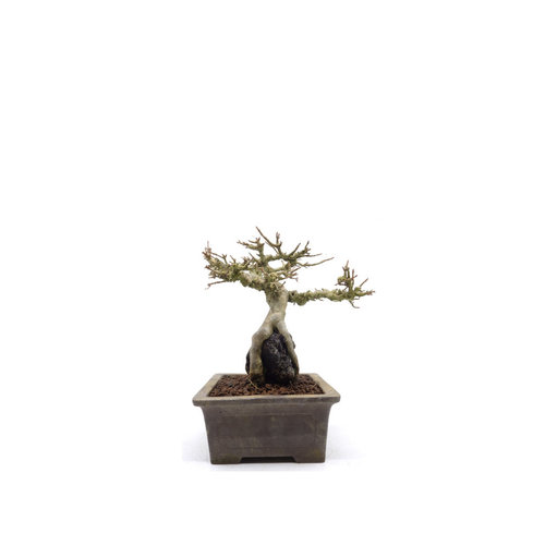 Shohin Buiten Bonsai Acer Buergerianum met steen ongeglazuurde pot 16cm, hoogte 25cm