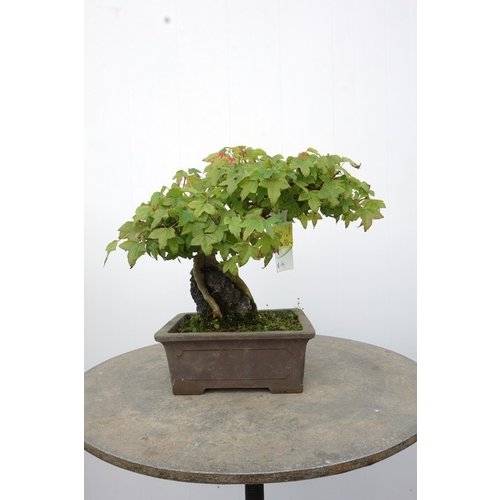 Shohin Buiten Bonsai Acer Buergerianum met steen ongeglazuurde pot 16cm, hoogte 25cm