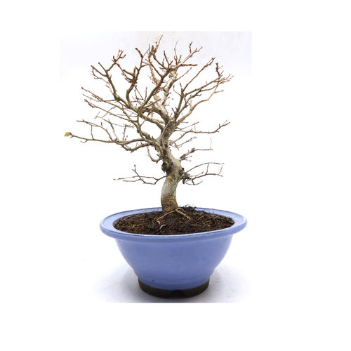 Buiten Bonsai Carpinus turczaninowii lichte blauwe ronde pot 19cm, hoogte 33cm