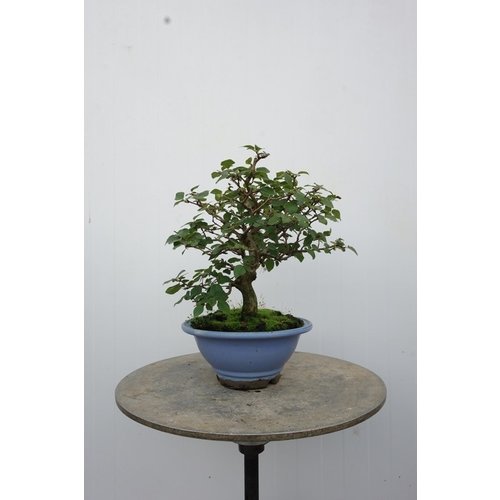 Buiten Bonsai Carpinus turczaninowii lichte blauwe ronde pot 19cm, hoogte 33cm