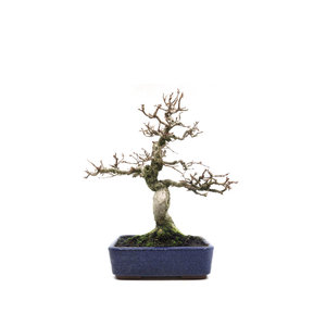 Carpinus coreana blauwe rechthoekige pot 16cm, hoogte 30cm