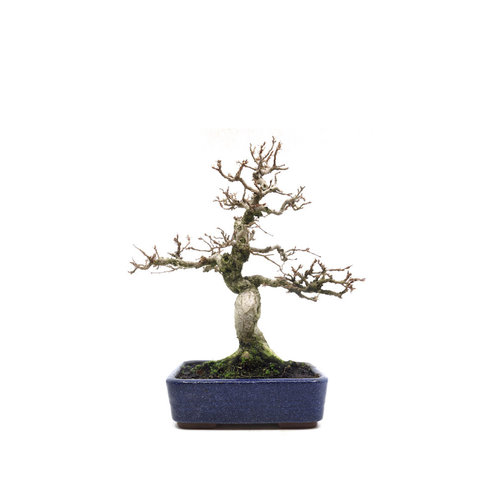 Buiten Bonsai Carpinus coreana blauwe rechthoekige pot 16cm, hoogte 30cm