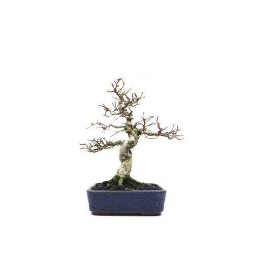 Buiten Bonsai Carpinus coreana blauwe rechthoekige pot 16cm, hoogte 30cm